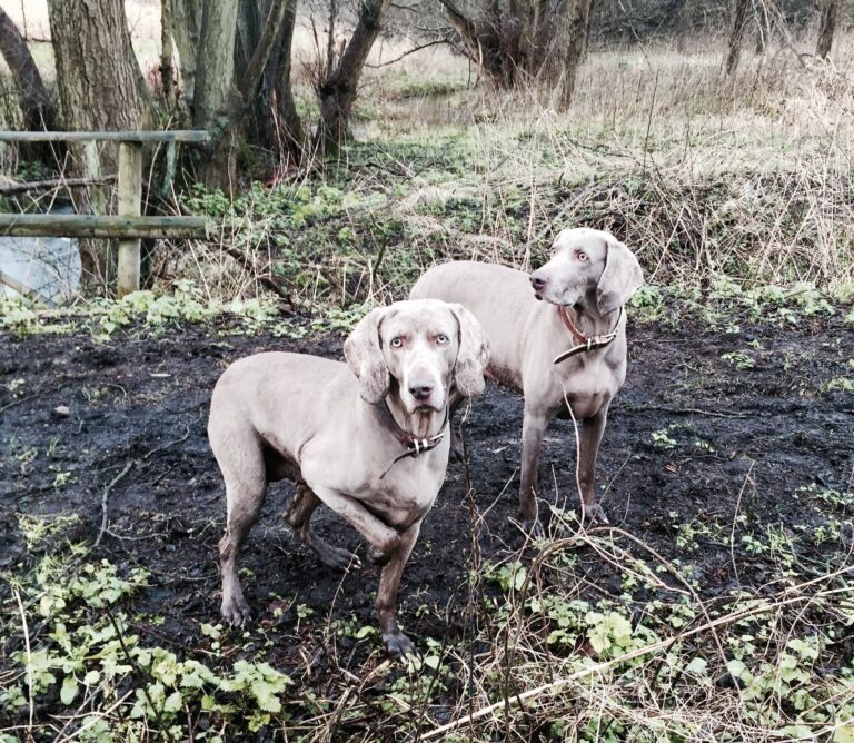 Two weimaraners in the mud.