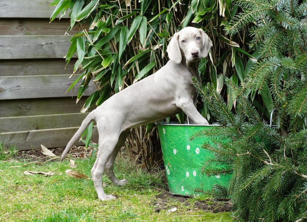 weimaraner, german hunting dog, dog-1731784.jpg